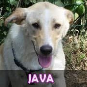 Java lors d'un examen vétérinaire au refuge