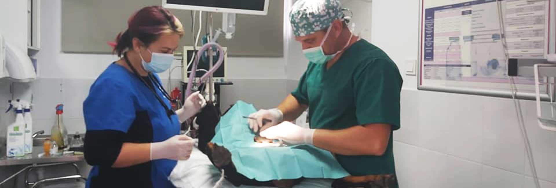 La clinique vétérinaire partenaire Apistopvet du Dr Lucian Radu, à Topile