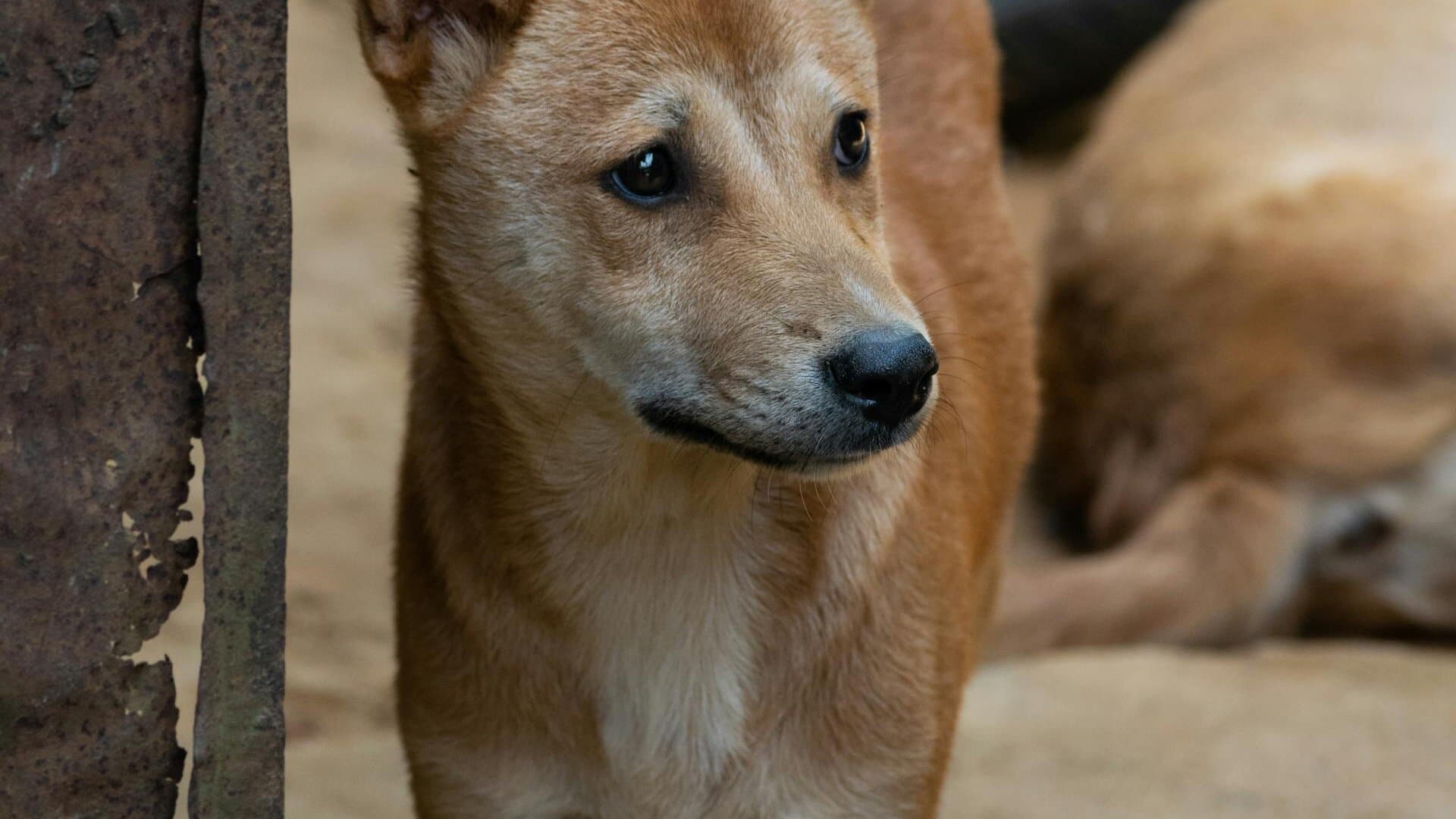 Chien errant dans les rues de Roumanie