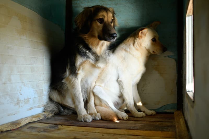 Un chien recueilli par Remember Me France, en attente d'un parrain au refuge