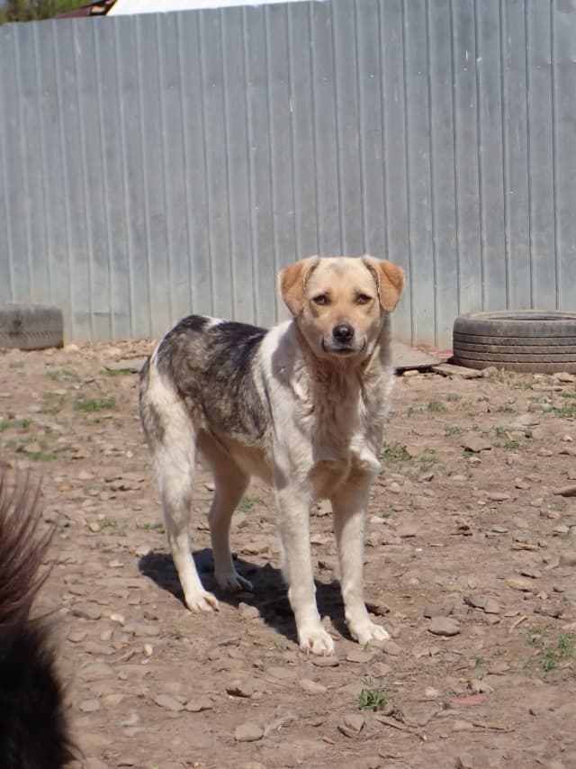 Apaloosa · photo 7