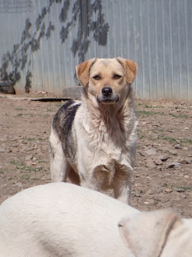 Apaloosa · photo 3