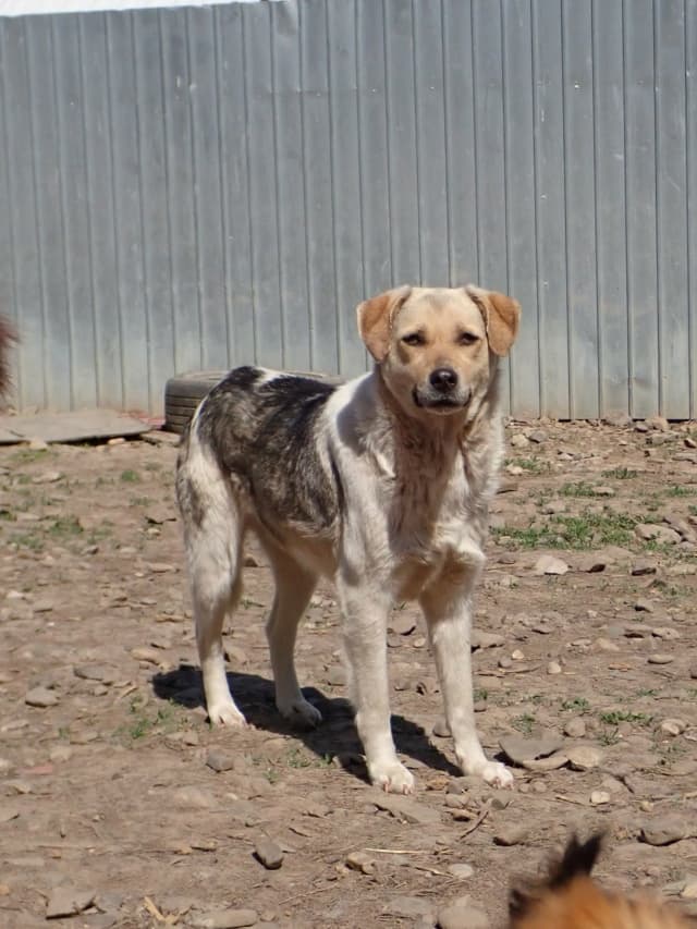 Apaloosa · photo 2