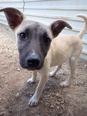 Berry · photo 10