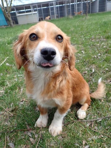 Charlen · Puppies for adoption, Remember Me France