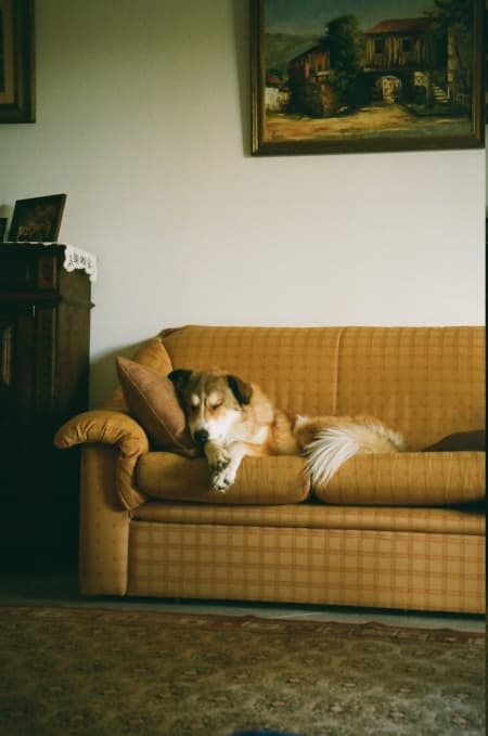 Charly · photo 12