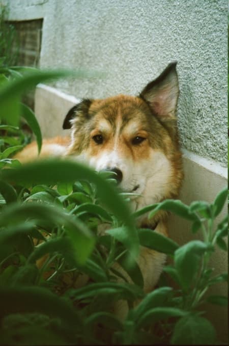 Charly · photo 11