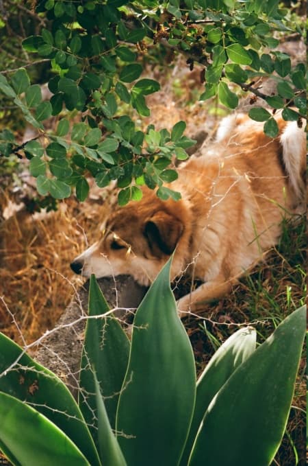Charly · photo 9