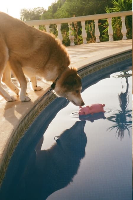 Charly · photo 8
