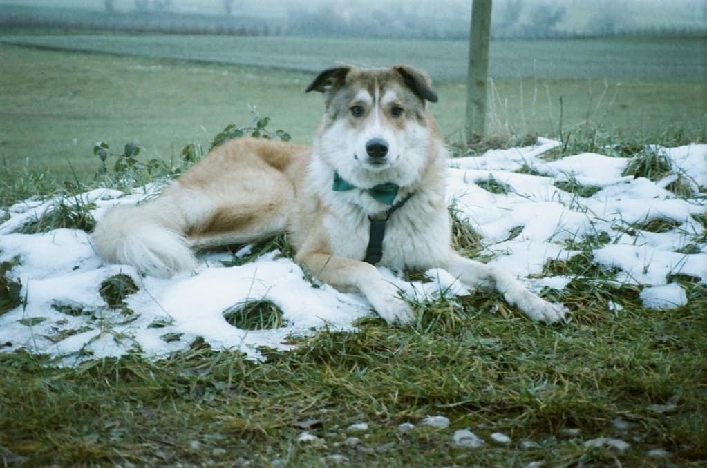 Charly · photo 7