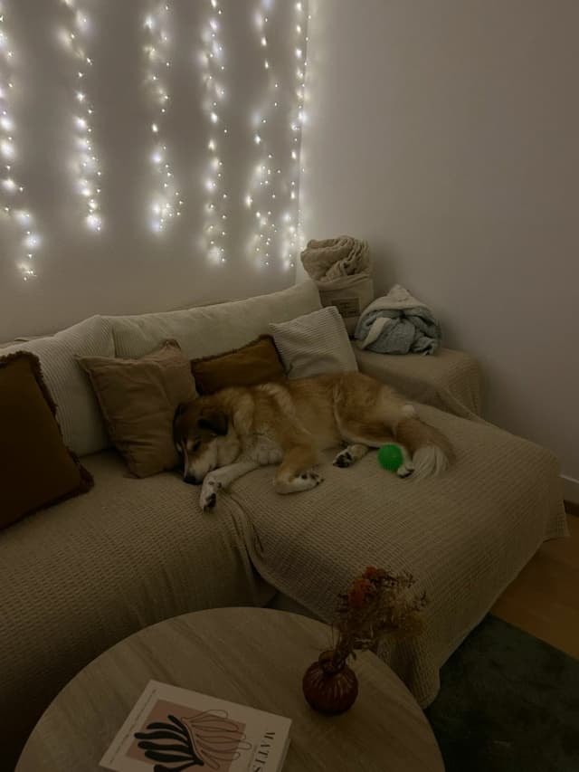 Charly · photo 4