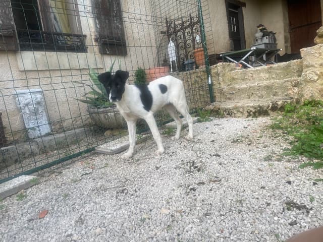 Dalmatia · photo 12