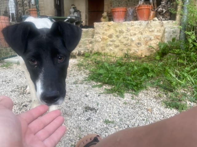Dalmatia · photo 11