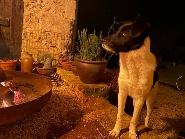 Dalmatia · photo 5