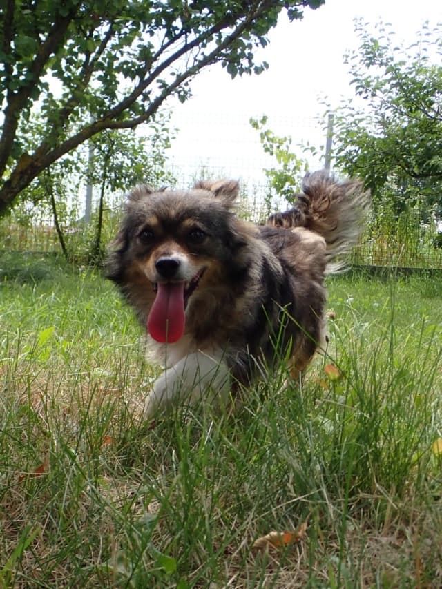 Dolce · photo 2