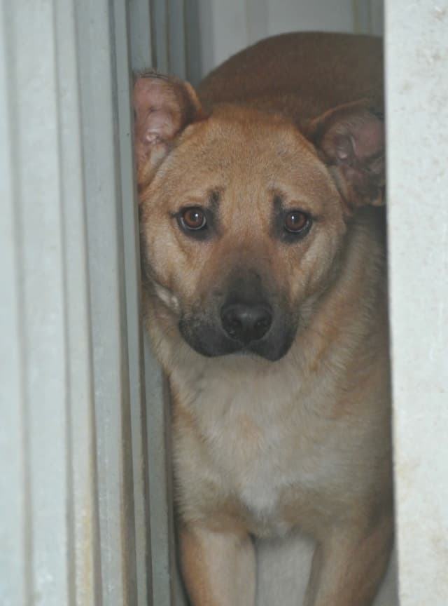 Duncan · photo 1