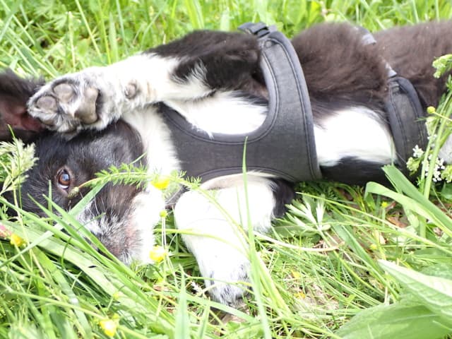 Fillipard · photo 6