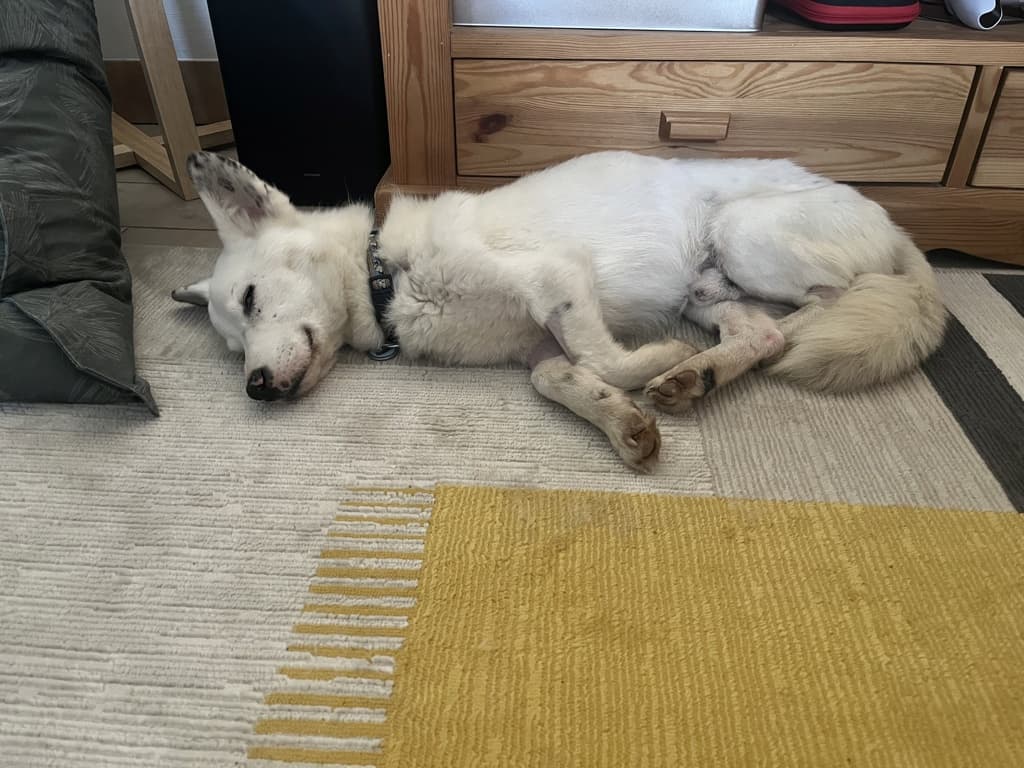Geralt · photo 5