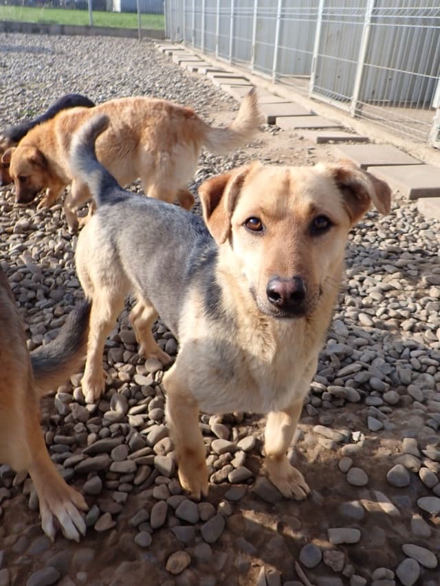 Halcyon · photo 3