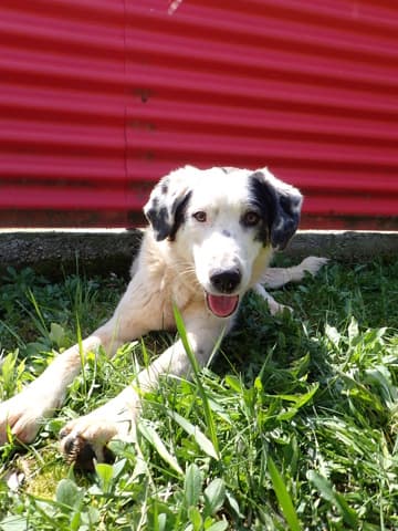 Harley · photo 9