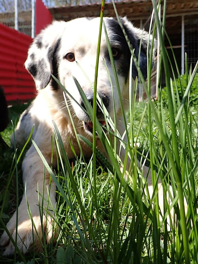 Harley · photo 6