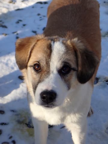 Helia · photo 4