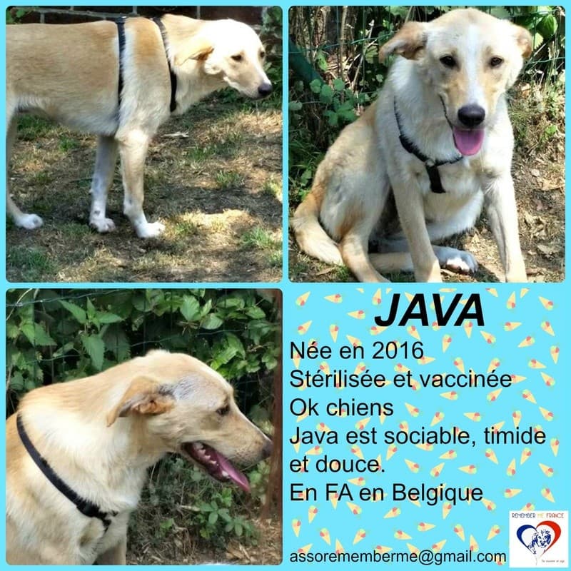 Java · photo 5