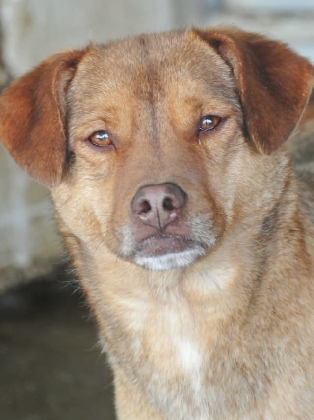 Kira · photo 12