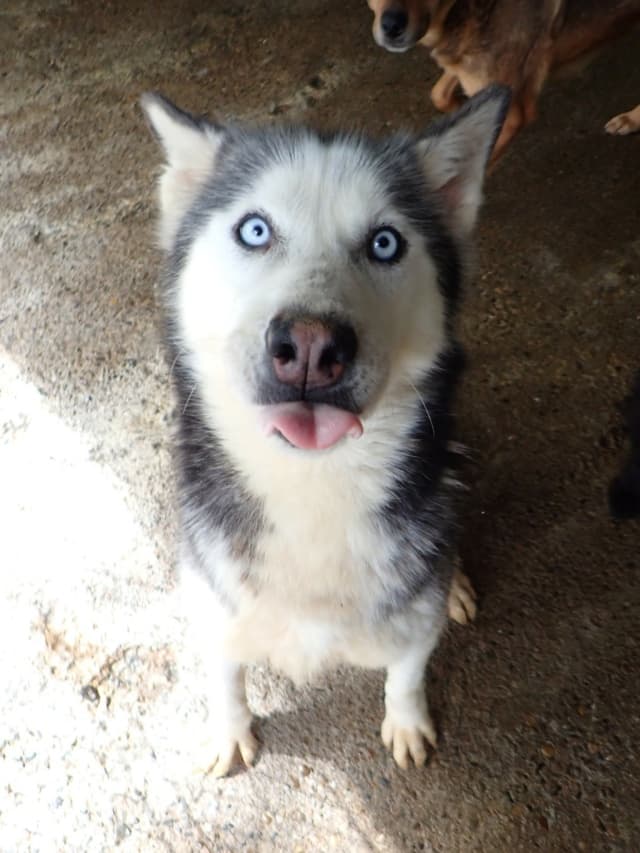 Kira2 · photo 11