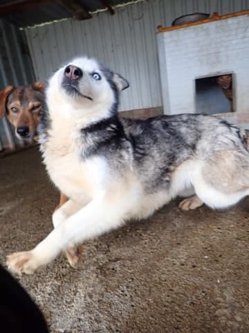 Kira2 · photo 10