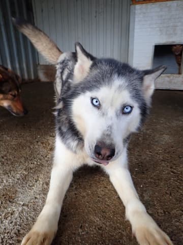 Kira2 · photo 9