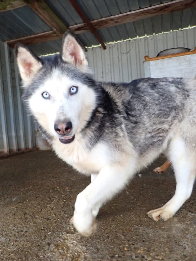 Kira2 · photo 6