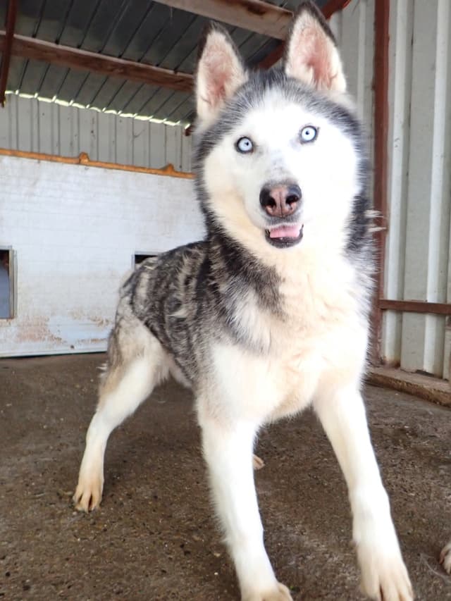 Kira2 · photo 4