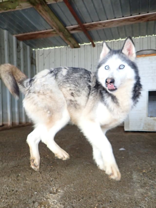 Kira2 · photo 3