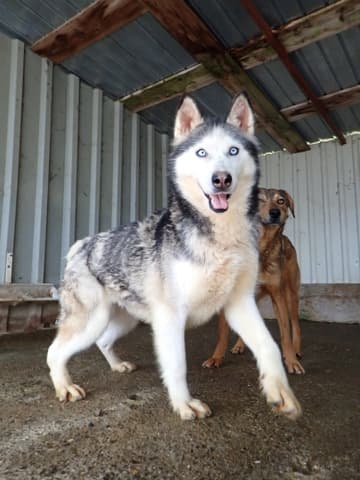 Kira2 · photo 2