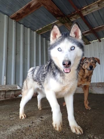 Kira2 · photo 1