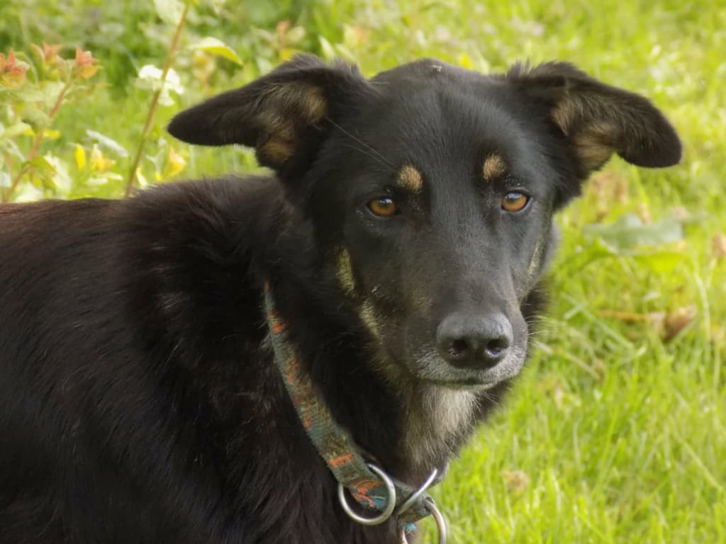 Loki · photo 10