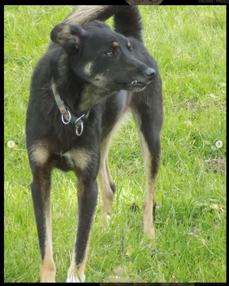 Loki · photo 7