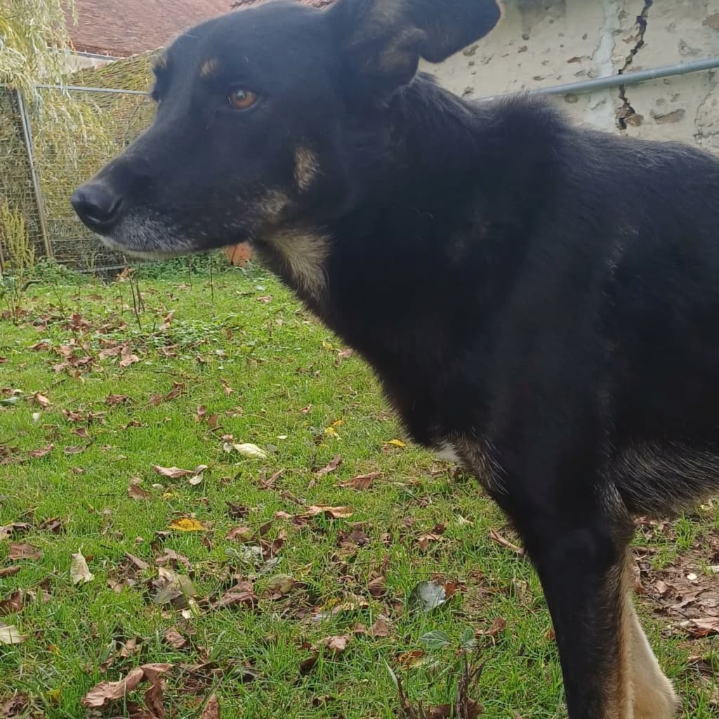 Loki · photo 3