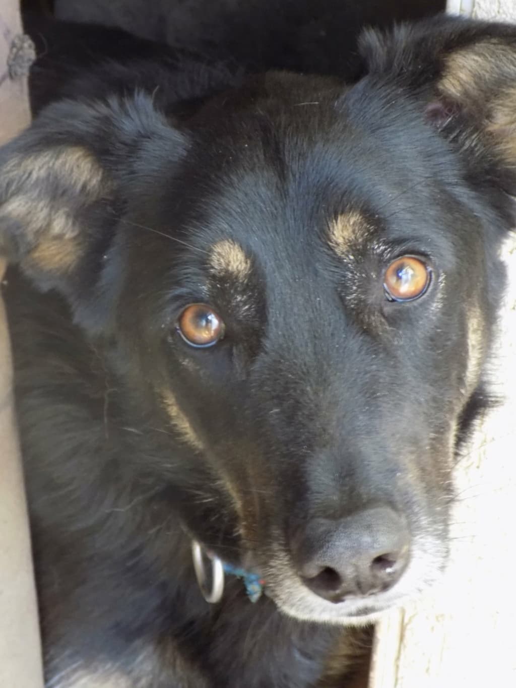 Loki · photo 2