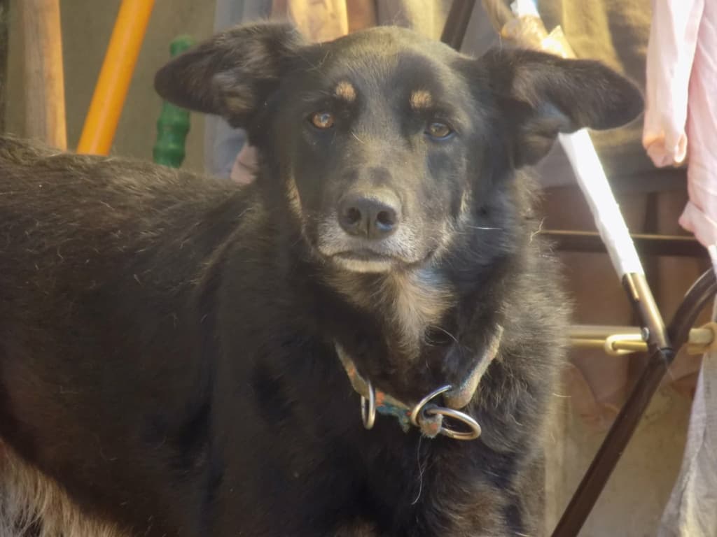 Loki · photo 1