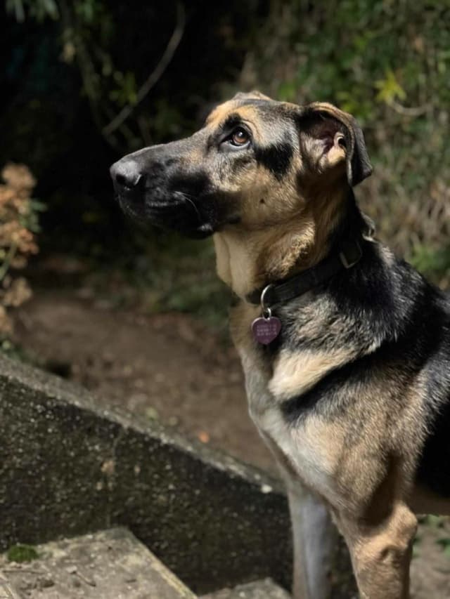 Lola · photo 10
