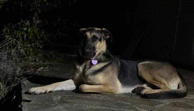 Lola · photo 7