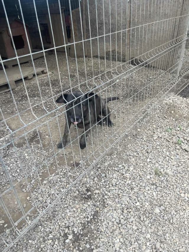 Nala · photo 5