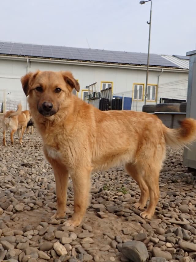 Olive · photo 10