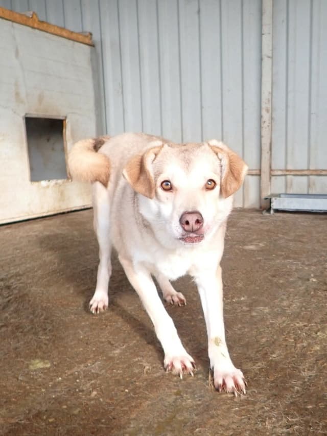 Sadie · photo 12