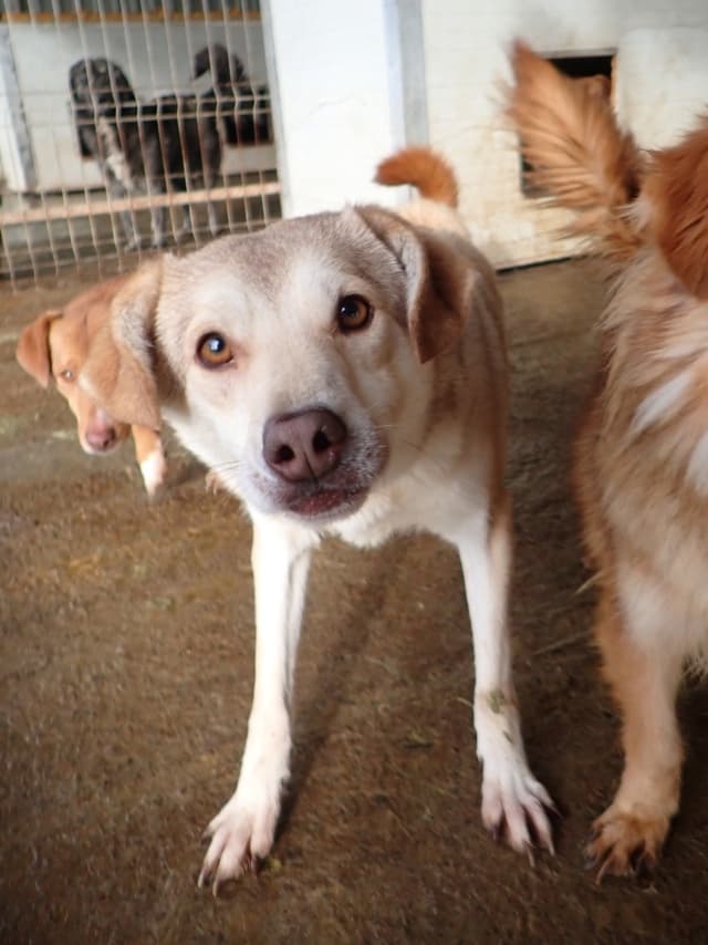 Sadie · photo 11