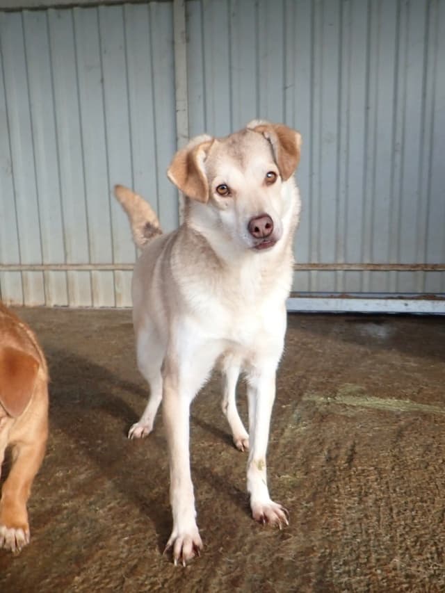 Sadie · photo 9