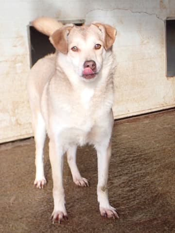 Sadie · photo 7