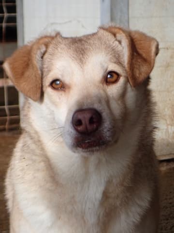 Sadie · photo 6